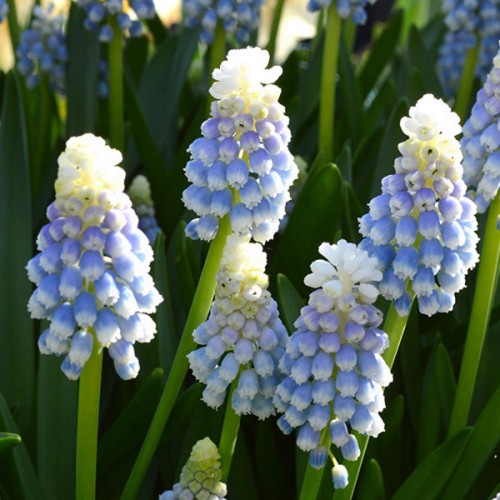 Muscari 'Mountain Lady' - Kobarhüatsint 'Mountain Lady'